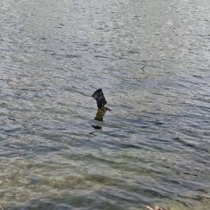 Immagine_Viber_2026-03-12_12-11-22-435_original